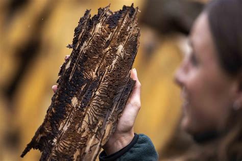 Bark beetles are eating through Germany’s Harz forest. Climate change is making matters worse